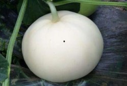 吃梨瓜嘴里长泡