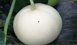 吃梨瓜嘴里长泡