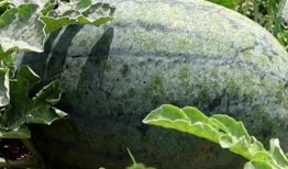 滕州直播吃瓜,一场全民参与的美食盛宴