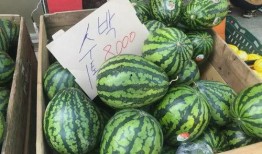 明明是吃瓜的人却不吃瓜