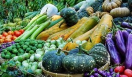 吃瓜吃菜的生肖