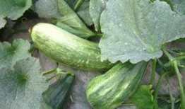 酥瓜可以炒吃吗,家常美味轻松上桌