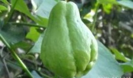 吃佛手瓜排气,轻松排气养生之道