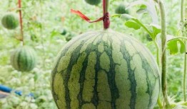 夏天到了吃瓜视频,一起畅享清凉吃瓜时光