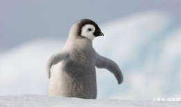 企鹅吃瓜搞笑图片,萌态可掬引网友爆笑