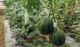 吃瓜小库管,揭秘娱乐圈幕后故事