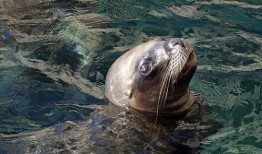 海狗吃瓜的视频,瓜果盛宴成欢乐焦点