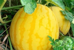 哪个地方吃海瓜