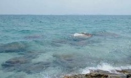 吃瓜仔996,揭秘网络热词背后的生活真相