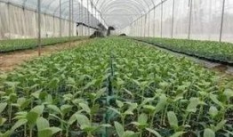 有人淡定吃瓜,笑看风云