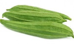 鹭鹭吃瓜,一场与自然的甜蜜邂逅