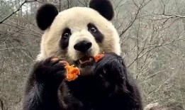 吃瓜熊猫造谣事件视频,真相与谣言的较量