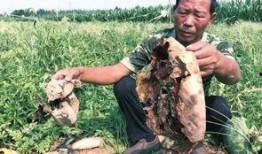 偃师最新吃瓜事件,揭秘背后真相与网络舆论风暴