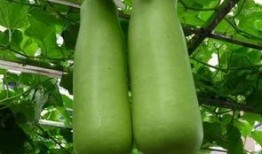 保山电信公司吃瓜,吃瓜群众眼中的幕后故事