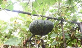 落羽吃瓜,揭秘娱乐圈幕后故事