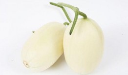 早上可以吃小白瓜,小白瓜早餐新主张