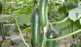 雄瓜怎么吃才好,这样吃最过瘾