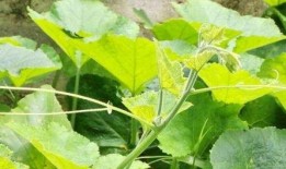 瓜的藤怎么吃,探索瓜藤的独特食用之道