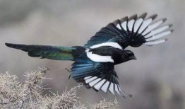 如何防止喜鹊吃瓜,巧施妙计守护瓜田