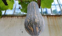 天天吃靑瓜好吗,健康生活每一天